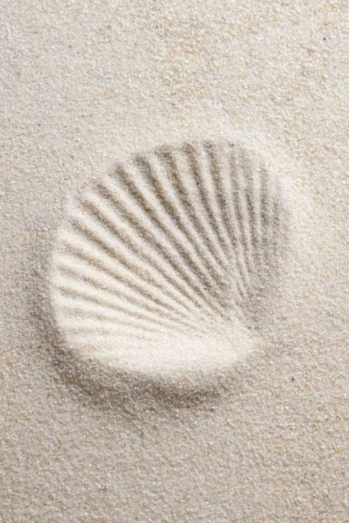 Odtis morske školjke